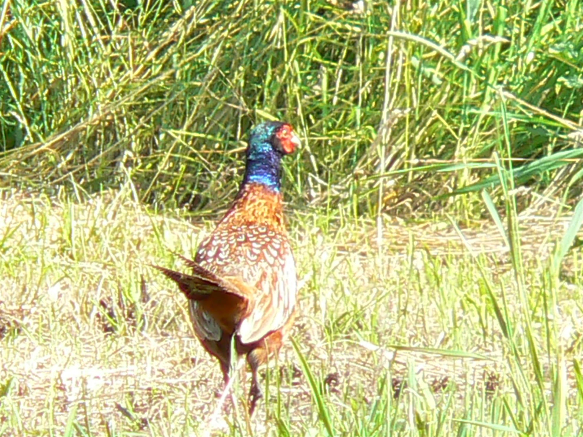 Pasari salbatice - p1030463.JPG